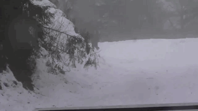 This video will expel any remaining doubts. Bigfoot is not hiding behind any trees, but is rather in clear sight climbing on top of a rocky terrain.