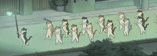 ** This is a particularly orderly clowder of cats, and should not be used for comparison.
