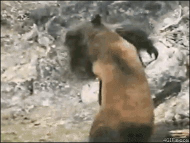 Scientists believe that the photos captured by R. Jacobs' camera were that of a bear cub suffering from mange, not a young sasquatch. But close examination of the pictures show that the proportions and stance of the creature more closely resemble that of a primate.