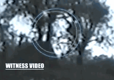 After viewing this video of an unknown creature swinging effortlessly between tree branches, experts determined that it was in no way human and might, in fact, have been a young Bigfoot traveling to meet his parent.