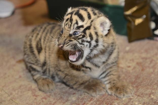 Sumatran tigers born at London Zoo