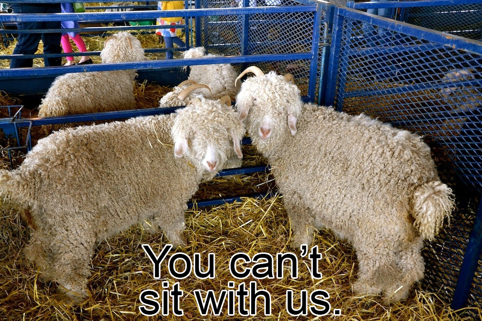 21 Life Lessons You Learn At A Sheep Festival