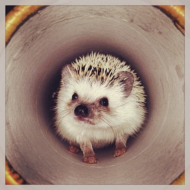 12 Reasons Why This Hedgehog Deserves Your Affection