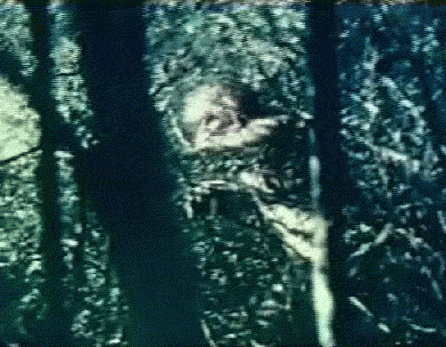 The footage was taken by Lori Pate with a Hi-8mm video recorder. Bigfoot is seen running across a field and then disappearing into the woods. Ms. Pate says that terrifying non-human screams could be heard just before the footage was taken.