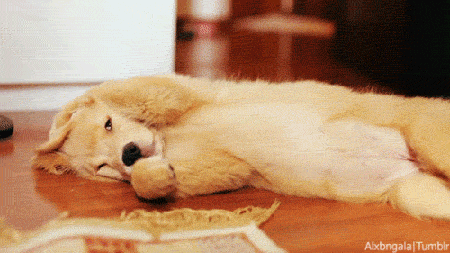 It is. We believe you are sufficiently convinced that these animals are so cute they are worthy of squeezing.
