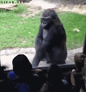 This gorilla appreciates a good scare.