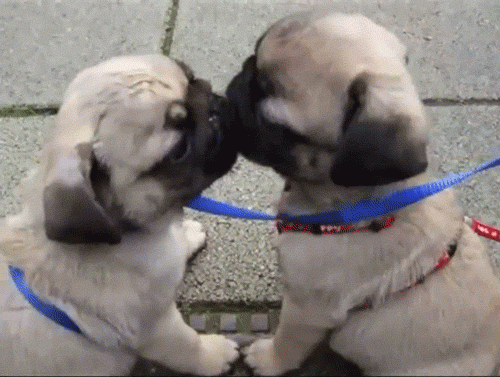 When it comes to lovin', these pups believe the dirtier, the better.