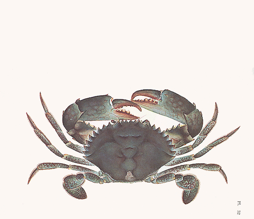 Like CRAB!Li Yu once said, "My family tease me for considering crabs as important as life itself." - All the Time in the World
