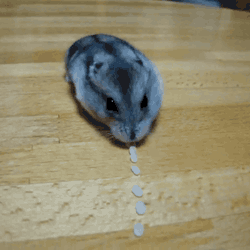 This meticulous rodent will follow endless trails of clues.