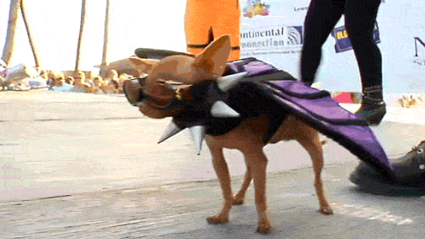 This chihuahua dreams of flying with dragons.