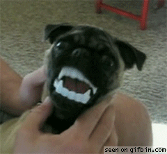 This pug's just looking for the Bella to his Edward.