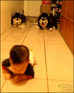 These huskies just want to be a kid again.