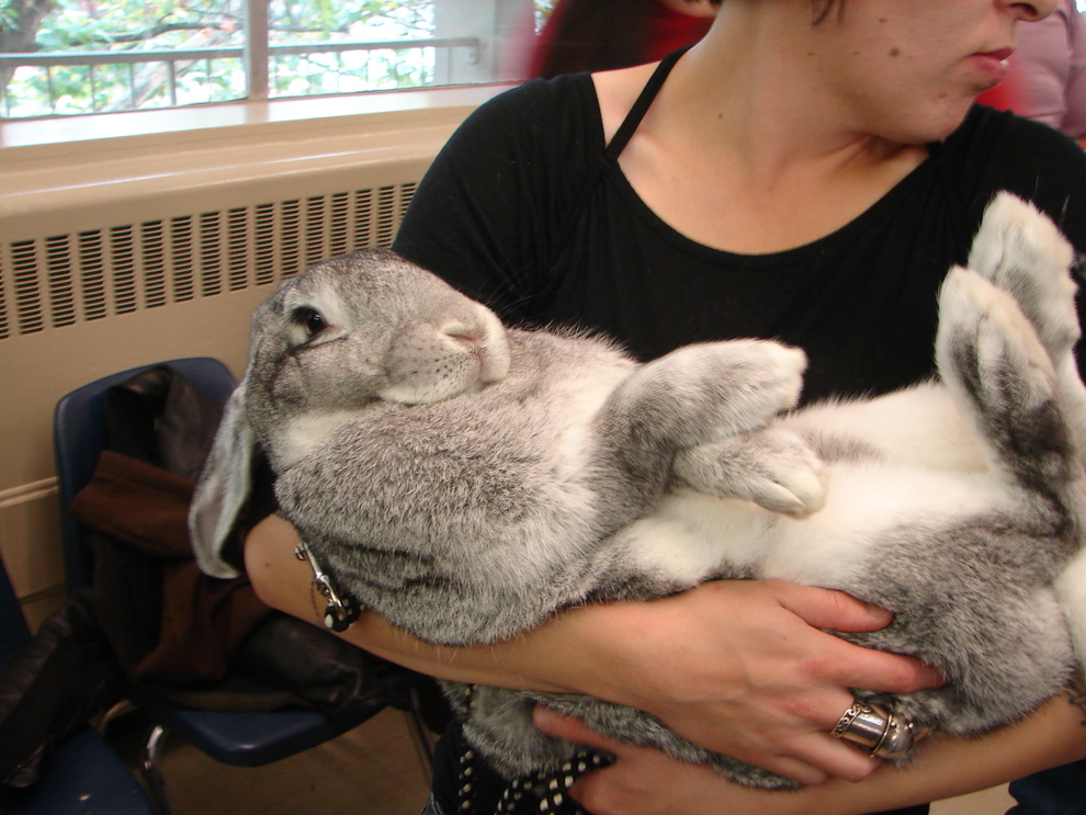 grey flemish giant rabbit