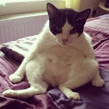 #meow #kitty #catsofinstagram