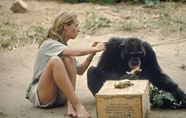 Channel Jane Goodall in head-to-toe khaki and a stuffed chimpanzee.