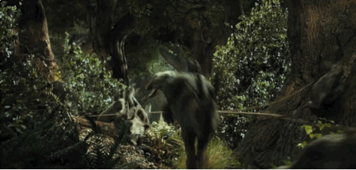 The Real Giant Rabbits That Inspired Peter Jackson For 