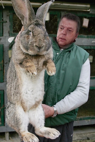 The Real Giant Rabbits That Inspired Peter Jackson For Hobbit: An Unexpected Journey"