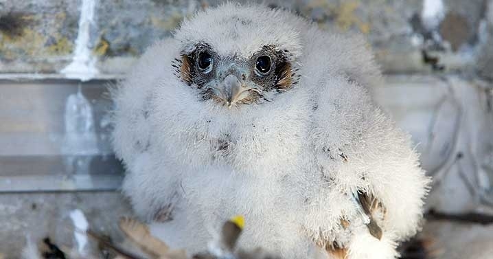 Before they can fly, a falcon is an eyas. Young hawks can also be called eyas, too.