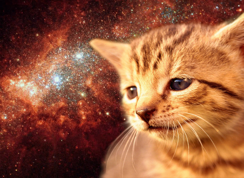 How Cats Are The Ultimate Creators Of The Universe