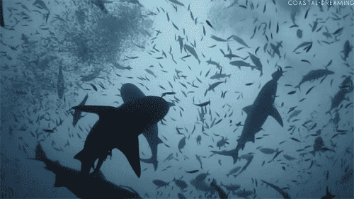 The Shark Reef Aquarium will let you actually swim in a 1.3 million-gallon tank filled with 30 sharks. Actual cost for everyone else: $650 for one; $1,000 for a pair.