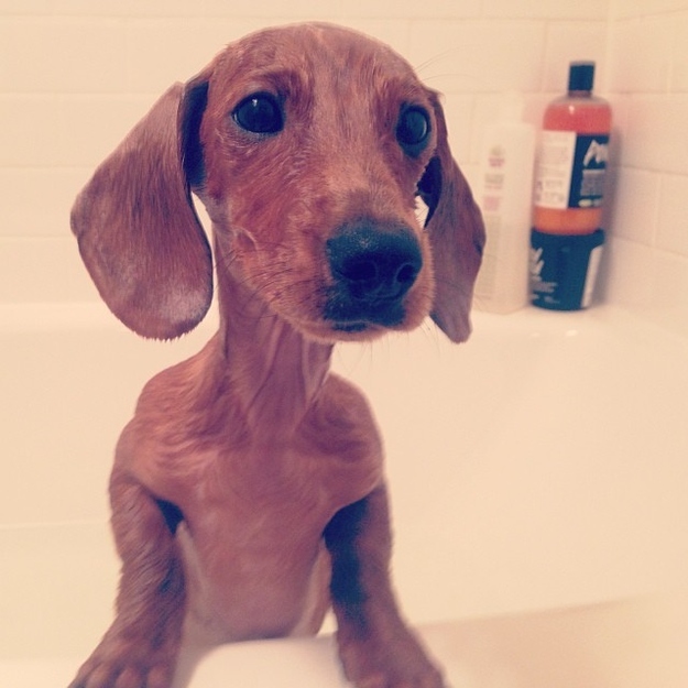 All you need this 2014 is soapy puppy lips.