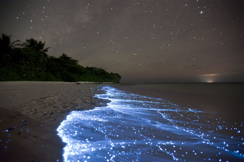 El mar de estrellas en la isla Vaadhoo, Maldivas.