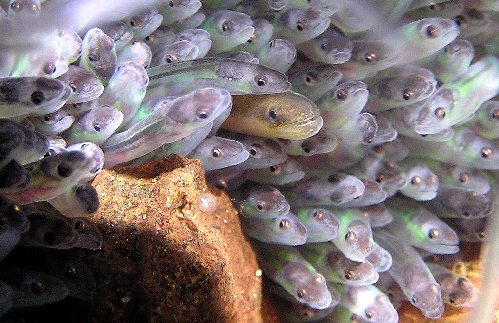 These elvers will grow up to be beautiful eels.