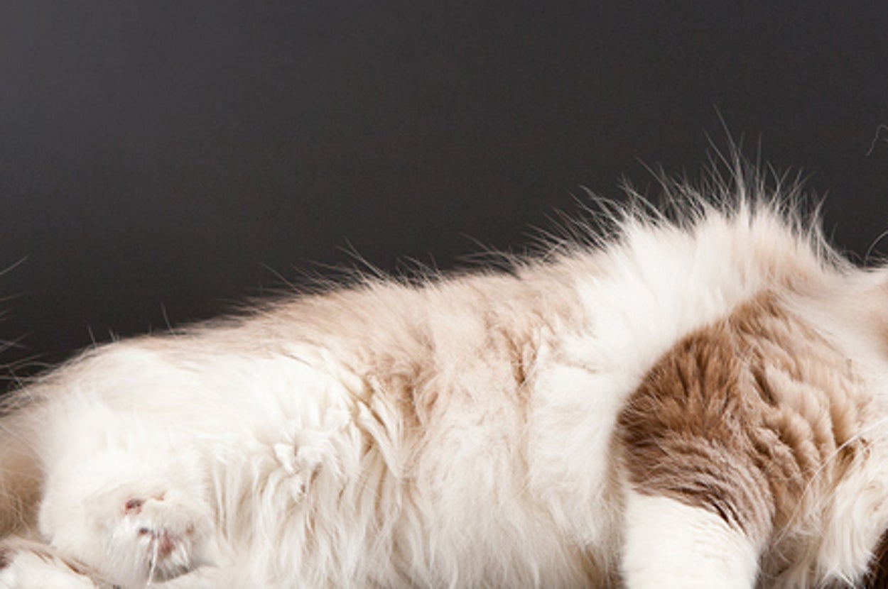 7 Things You May Not Realize About Your Cat