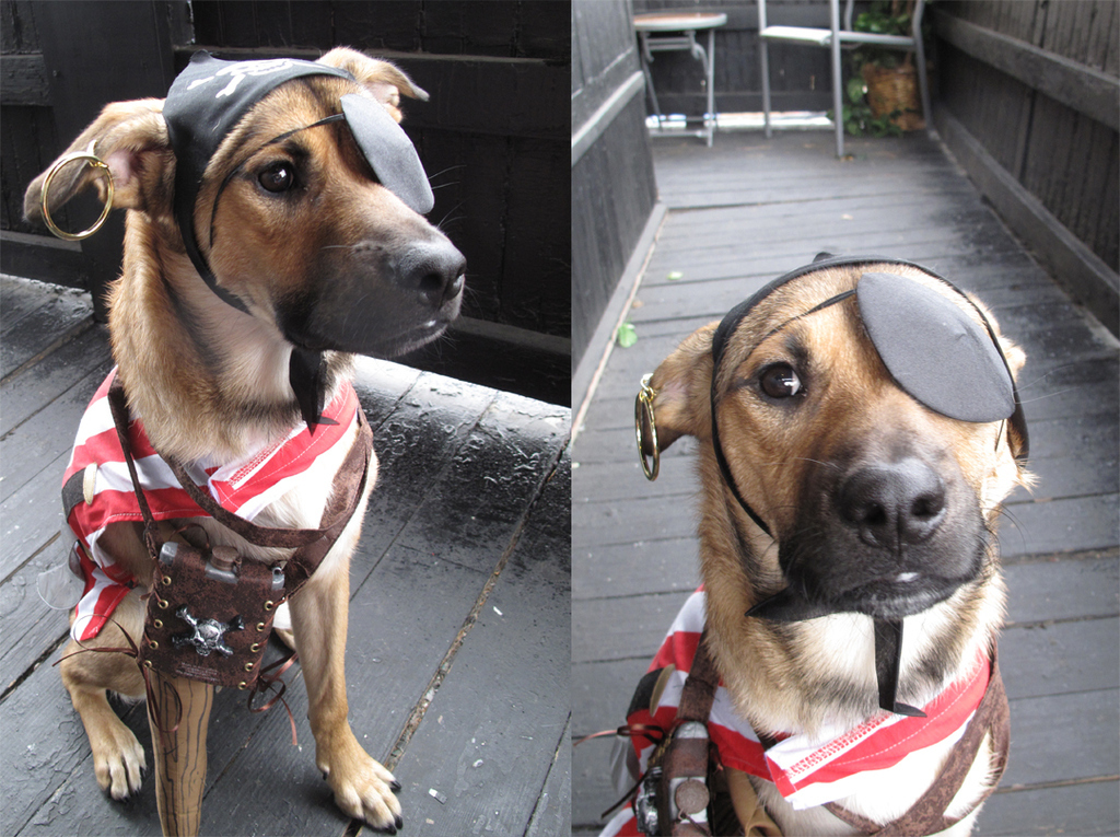 the-best-3-legged-dog-costume-ever