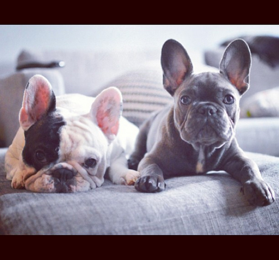 Manny And Frank Are The Cutest Frenchie Brothers Of Instagram