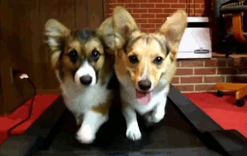 Gen Y is 1.8 times more likely to report pet insurance as a perk than other generations.