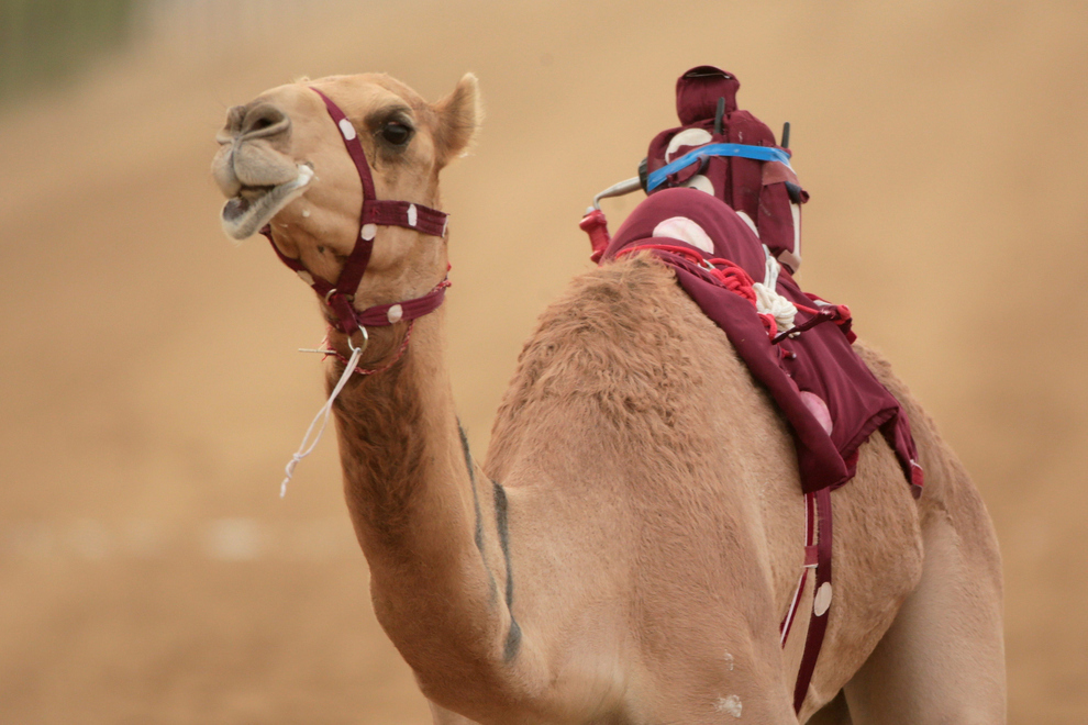 The Camel Jockeys