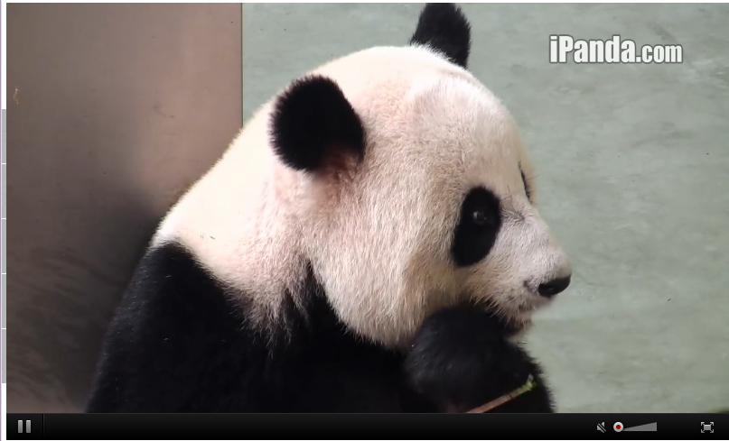 9 Moments When The Pandas On Chengdu's Panda Cam Were Too Cute To Handle