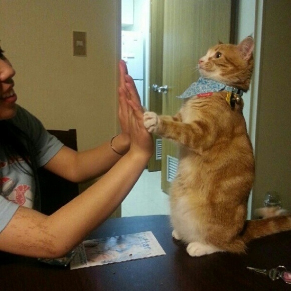 This Video Of Cats Giving High Fives Will Make Everything Better
