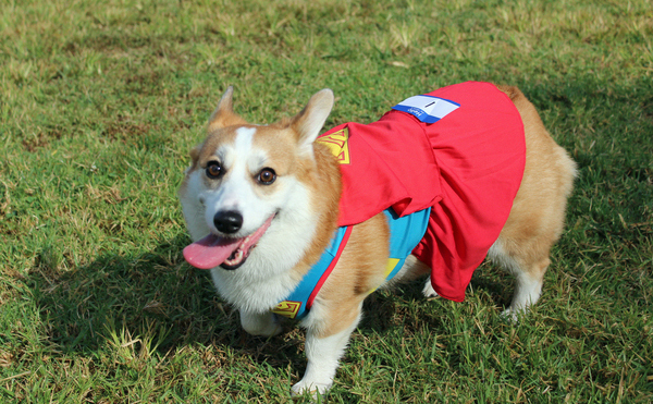 Just look how happy this Corgi is to spend a little off-duty time hanging out at the park before having to get back to work saving the planet!