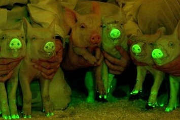 Scientists In China Made Glow  In The Dark  Pigs