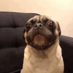 Find more from Oliver the Pug on Facebook: https://www.facebook.com/oliverruvsyou