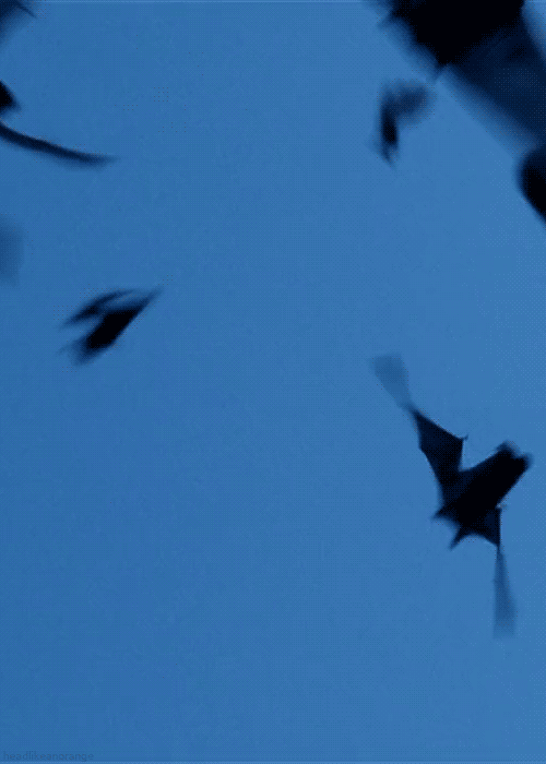 We know you might be saying to yourself: "Why would I want to see bats?" And the answer is: "Because bats are friggin' awesome!" Every year, thousands of pregnant bats migrate to Austin and hang out for a few months to raise their pups. You'll want to head to the Congress Avenue Bridge around sunset to see them emerge.