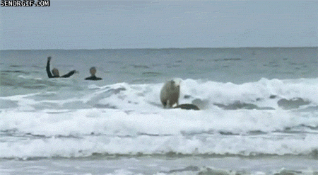 Hit the books and then hit the waves? Sounds beyond cool, and appropriately Australian.