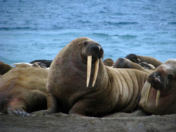 The walrus dwells on both land and sea and is comfortable with the cold thanks to its substantial layer of blubber. The old tooth-walking sea horse--the literal translation of its scientific name 'Odobenus rosmarus'--has a layer about half a foot thick, which can comprise up to a third of its body mass in winter.