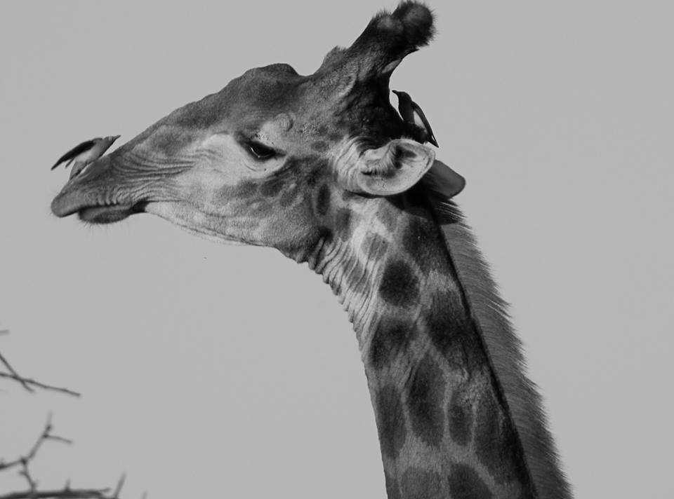 Photo taken at Kruger National Park.