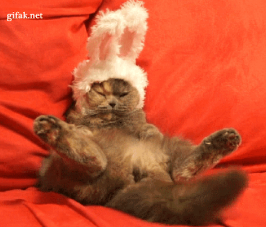 31 Cats Who Overdid It On The Eggnog