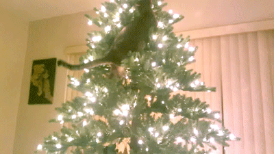 Christmas trees found their way into the Christian tradition in the early 16th century. The first church Christmas tree was hung in St. George's Church, Sélestat, which is located in what is now Alsace, France. Christmas trees soon found their way into the hearts of all and spread across Europe and, later, to the US. Originally, trees were decked out with dozens of tiny candles, but that proved to be (not surprisingly) pretty dangerous. Although, decorating nowadays comes with its fair share of risks as well.