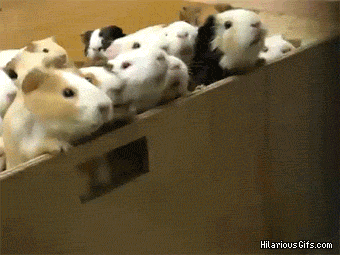 Go Team!