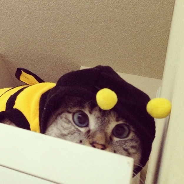 She likes to disguise herself.