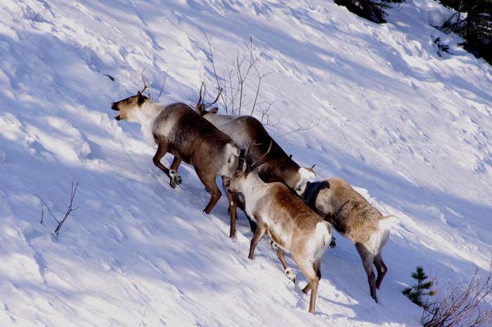 When winter comes, the caribou ditches its light, warm-weather fur for an incredibly effective specialized winter coat and turn to lichen for food.