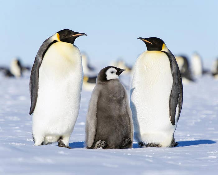 Penguins are warm-blooded, but they do fine in the Antarctic thanks to a hefty layer of subcutaneous fat giving them energy and keeping their body heat contained.Moreover, a study published earlier this year in Biology Letters reported that in emperor penguins, surfaces of the body were actually colder than the surrounding air, meaning its plumage would gain heat by convection.
