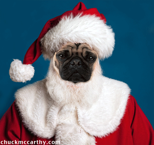 TPC blogger Chuck McCarthy always makes us laugh. Merry Pugmas!