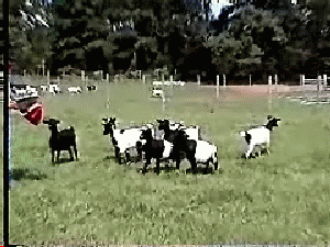 Goats are the best to play pranks on...