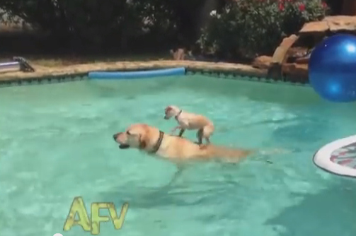 Watch This Adorable Puppy Use A Golden Retriever As A Surf